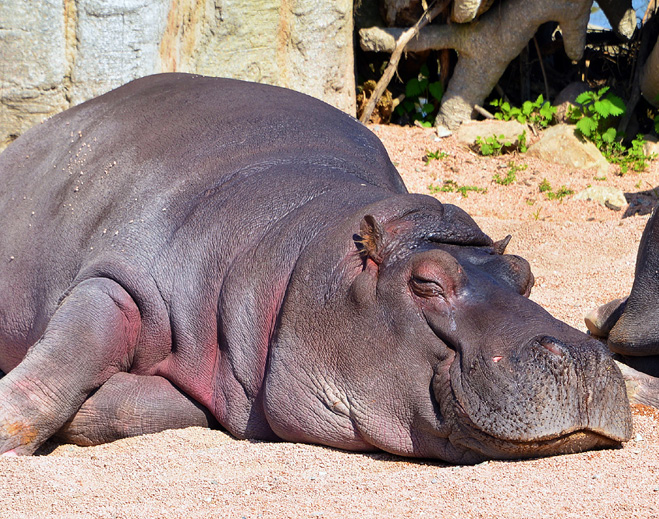 Hippopotamus resting on sandy ground