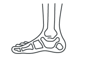 Foot and ankle bones line illustration