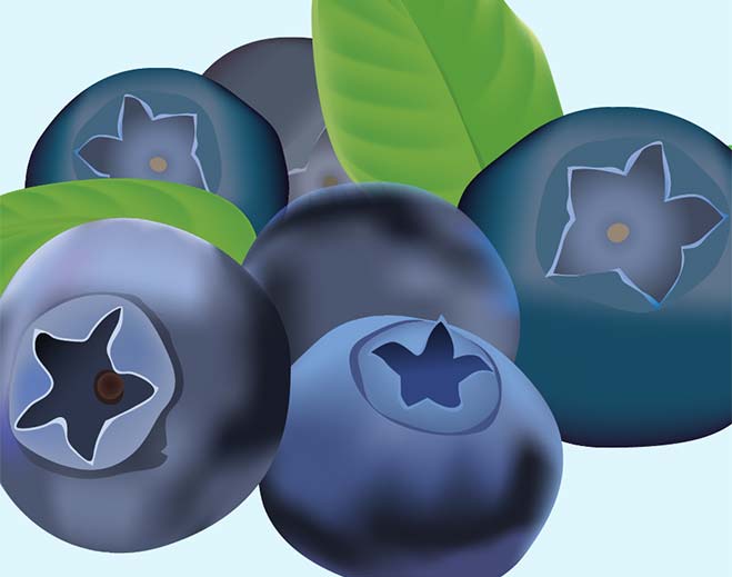 Close up illustration of blueberries