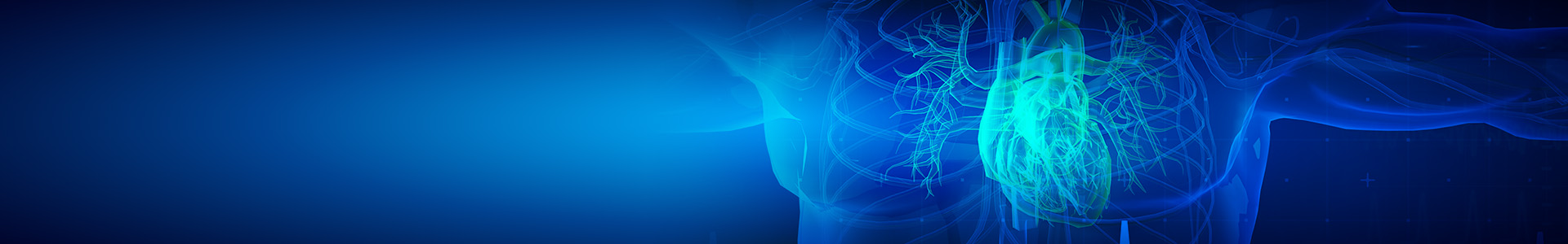 Digital illustration of human heart